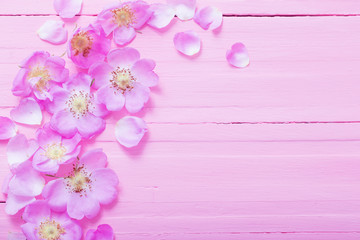 Naklejka na ściany i meble frame of pink roses on pink wooden background