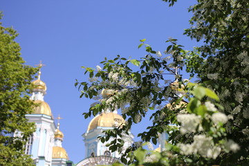 nature, spring, branch