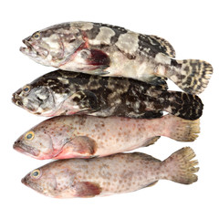 Grouper Fish on white background