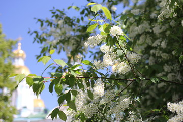 nature, spring, branch