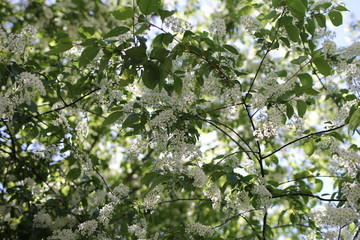 nature, spring, branch