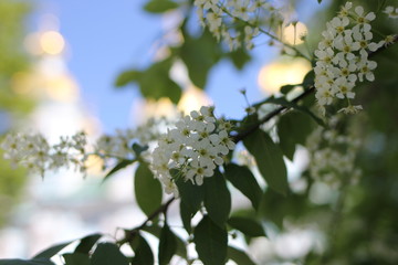 nature, spring, branch