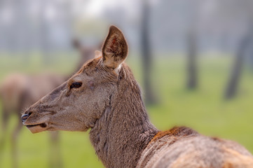 roe deer at field in the wild nature