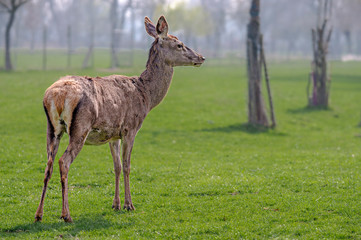 Naklejka na ściany i meble roe deer at field in the wild nature