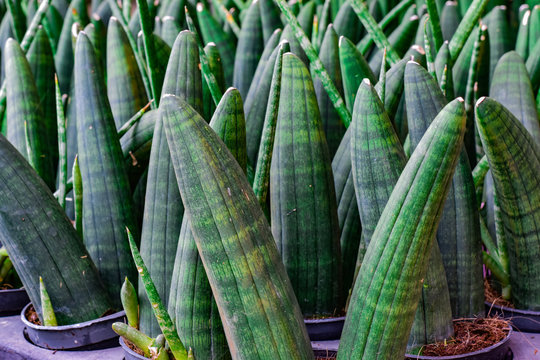 calathea lancifolia cuidados Calathea Lancifolia 'Rattlesnake' (Goeppertia lancifolia) main image 0
