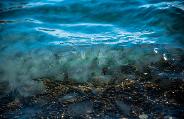 jellyfish in the sea