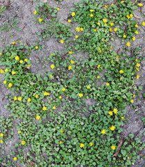 Asterisks of yellow spring flowers on a background of green leaves