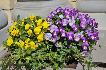 Spring  yellow and blue Pansies bloom in a street concrete flowerpot.