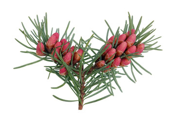 Red April  blooming cones  of pine tree on branches with sharp needles