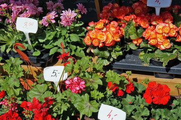 Begonias and geraniums are sold outside on a sunny spring day.