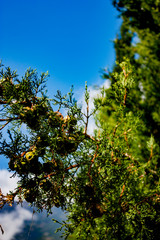 The clouds descended from the sky and enveloped the mountains. Only evergreen cypress is inaccessible to the cloud. Green cypress trees against the blue sky and mountains in the clouds.