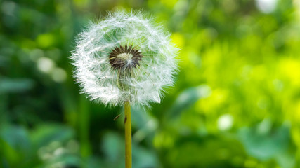 Floral background. Blurred green bokeh. Spring floral background with flowers and green leaves, grass. Sunshine. Green. Floral background, flowers on a green background.