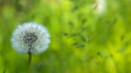 Floral background. Blurred green bokeh. Spring floral background with flowers and green leaves, grass. Sunshine. Green. Floral background, flowers on a green background.