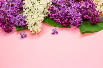 Blooming purple and white lilac flowers on pastel pink background from the top. Copy space. Summer wedding background.
