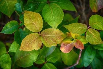 Leaves of Poison Ivy plant, Toxicodendron radicans © leekris