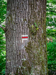 Direction sign to the right for a trail in the forest
