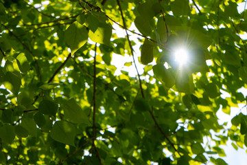 Green leaves against the sun. The sun shines through the green leaves of the poplar. Close-up.