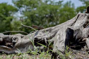 The old dried stumps with soft sunlight in countryside