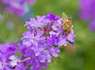 Flower fly feeding on a purple Elizabeth Earle flowers in garden