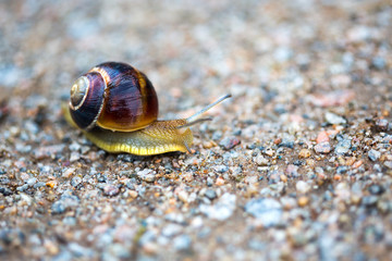 beautiful snail in the garden crawling along the asphalt road