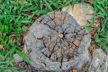 Top view of old dried stumps in countryside