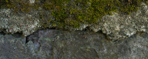 green moss wall. Web banner, long crop hor. natural green texture. Grunge nature background