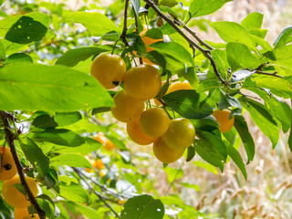Cluster of yellow plums
