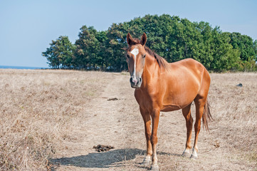 Young mare horse grazing on meadow with dry grass at the end of summer time