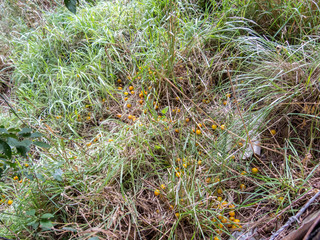 Fallen plums over the grass