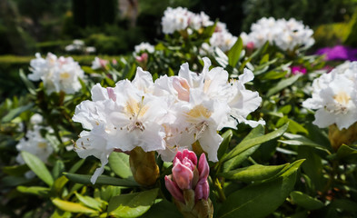 Opening of beautiful white flower of Rhododendron Cunningham's White in spring garden. Gardening concept