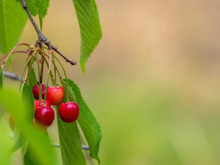 Scene with cherry fruits on the tree with empty space