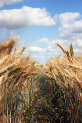 Fototapeta premium Ripe wheat ears closeup. Field with splendid wheat