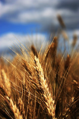 Obraz premium Ripe wheat ears closeup. Field with splendid wheat