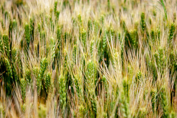 Spikelets of cereals on the field close-up. Wheatfield with a great harvest. Panorama of a wheat field on a summer day.