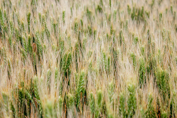 Spikelets of cereals on the field close-up. Wheatfield with a great harvest. Panorama of a wheat field on a summer day.