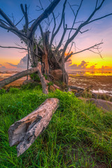 early morining behind an old tree enjoying the sunrise