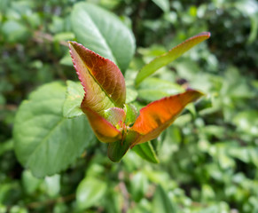 Close up of red leaves