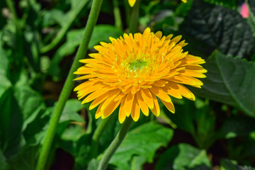 Yellow flower in garden, beautiful flower on green background