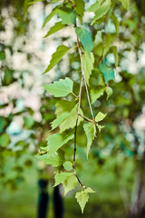 Birch branch with fresh green leaves. Summer background.