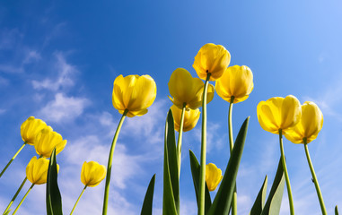 Fototapeta premium Beautiful yellow tulips in spring against blue sky with clouds