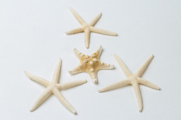Starfish isolated on white background	