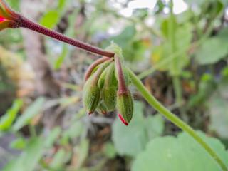 Red flower with stems