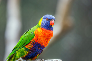  Parrot sitting on a tree stump