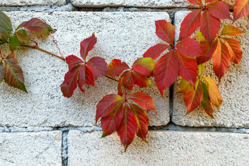 Red Virginia creeper climbing up on white wall