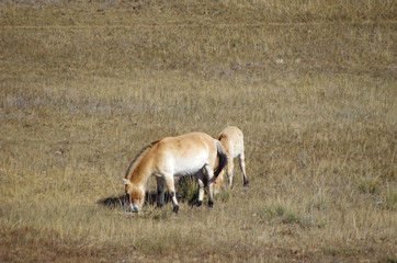 ホスタイ国立公園で見られる野生のモウコノウマ