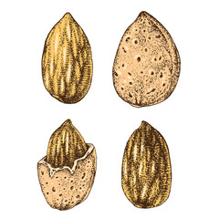 Hand drawn almonds