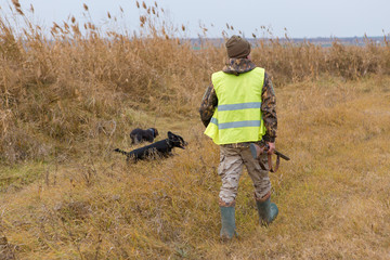 Hunters with a german drathaar and spaniel, pigeon hunting with dogs in reflective vests	