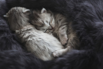 Naklejka na ściany i meble kittens sleeping on black fur