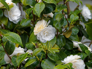 Fototapeta na wymiar Camellia japonica - Camélia du Japon aux élégantes fleurs blanc pur et feuillage décoratif