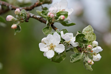 Beautiful white flowers of an apple tree in spring light